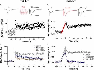 2-AG and anandamide enhance hippocampal long-term potentiation via suppression of inhibition